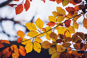 Nature, Autumn, Leaves, Branch, Dry HD wallpaper