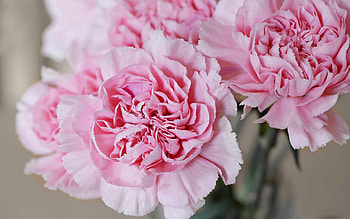 Best carnation , Stunning mac backgrounds, Floral beauty, Nature's wonders HD wallpaper