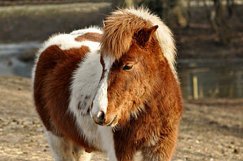 Shetland, pony, furry, horse, animal HD wallpaper