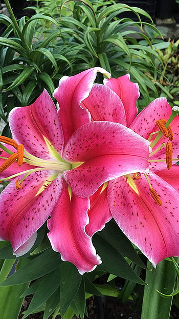 Pink Lily, Amazing, Flower HD phone wallpaper