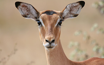 Impala, animal, nature, graphy HD wallpaper