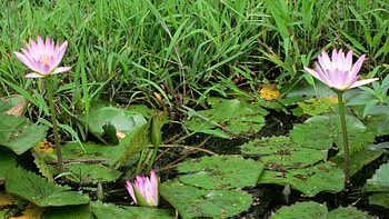 Lotus, grass, leaves, lake HD wallpaper