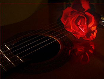 I've Got the Music In Me, rose, violen, red HD wallpaper