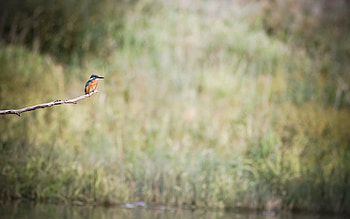 Animals, Bird, Sit, Branch, Kingfisher HD wallpaper