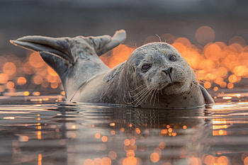 Seal , Cute creatures, Marine life, Oceanic beauty HD wallpaper