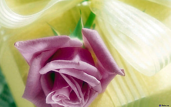 purple rose, nature, flowers, purpel rose, beauty HD wallpaper