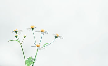 Delicate flowers on a soft background, ideal for minimalist decor. HD wallpaper