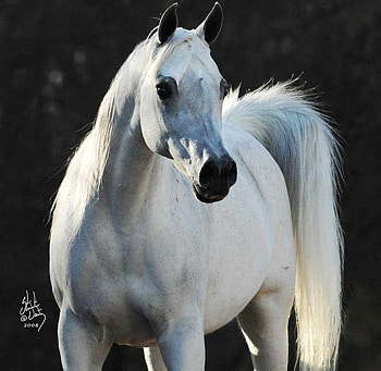Alexsis The Straight Egyptian, straight, horses, white, egyptian, animals, arabian HD wallpaper