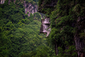 Plants, Nature, Rocks, Ivy HD wallpaper
