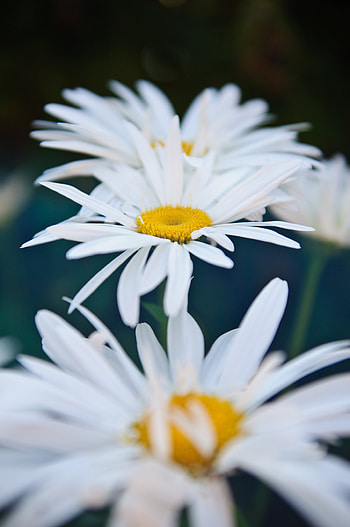 Flowers, Camomile, Close-Up, Bloom, Flowering HD phone wallpaper