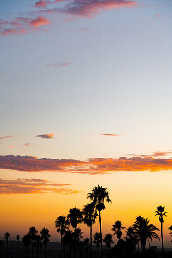 Nature, Sunset, Twilight, Clouds, Palms, Dark, Dusk HD phone wallpaper