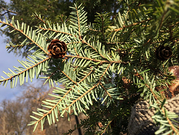Hemlock branch, Pittsburgh parks, Green and blue, Nature's sanctuary HD wallpaper