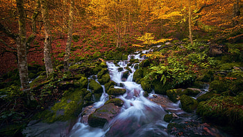Forest stream in Spain, leaves, fall, colors, autumn, cascades, trees, rocks HD wallpaper