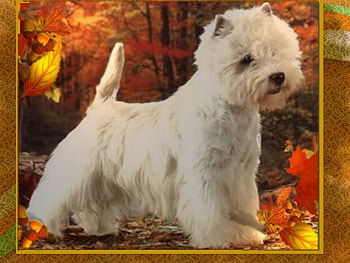 A nice doggy, dogs, doggys HD wallpaper