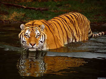 Animals, Water, Tigers HD wallpaper