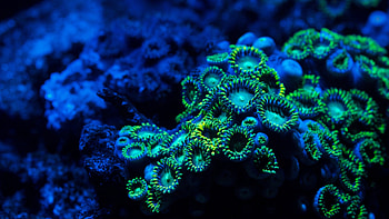 Underwater , Vibrant coral, Zoanthids, Submerged nature HD wallpaper