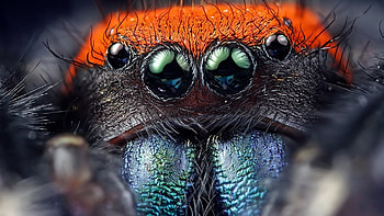 Spider Best HD wallpaper