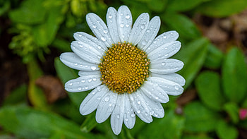 White Chamomile Flower Petals With Water Drops In Blur Green Leaves Background Flowers HD wallpaper