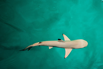 Baby Shark , shark, underwater, fish, animals HD wallpaper