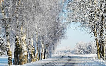 Winter Road, road, snow, winter, Latvia, birches, hoarfrost HD wallpaper