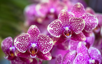 Orchids, nature, pink, orchid, flower, macro HD wallpaper