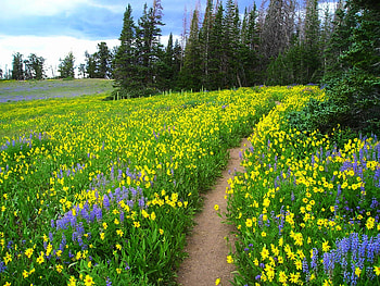 Summer meadow, delight, spring, nice, trees, greenery, woods, path, meadow, beautiful, grass, fresh, pretty, field, freshness, green, nature, flowers, lovely, forest HD wallpaper