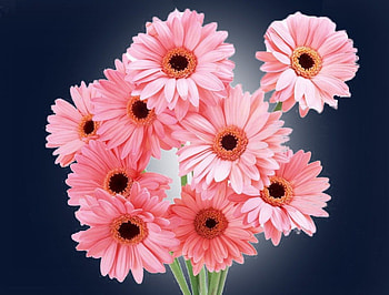 ~Trophy Flower~, pink, nature, lovely, flower HD wallpaper