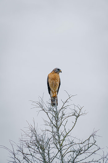 Animals, Bird, Wood, Beak, Tree, Branches, Falcon HD phone wallpaper