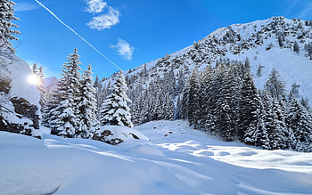 Look up to Enigkopf in Gschnitztal, Tyrol, Austria, trees, alps, mountains, snow, sky HD wallpaper