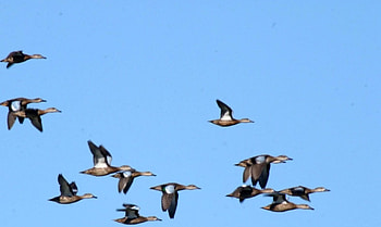 birds, animals HD wallpaper
