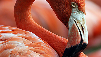 Close-up , Red and white swan, Subtle elegance, for nature lovers HD wallpaper