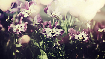 Flowers, Plant, Bloom, Flowering, Striped HD wallpaper