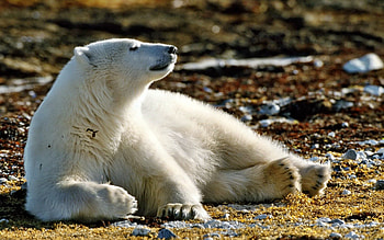 Animals, Grass, Snow, Bear, Stroll, Foliage, Polar Bear HD wallpaper
