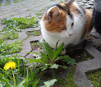 Sweet cat, Lovely, Spring, Cats, Cute HD wallpaper