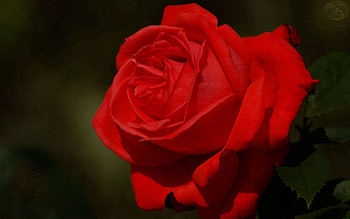 Flower, Macro, Rose Flower, Rose, Petals, Dark Background HD wallpaper