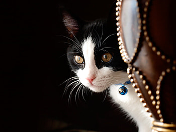 blue beaded cat, blue, cat, beaded HD wallpaper