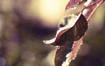 Leaves, Drops, Macro, Glare, Shine, Light HD wallpaper