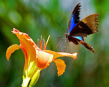 Glad to see you, gladiola, blue, black, sunlight, butterfly, orange HD wallpaper