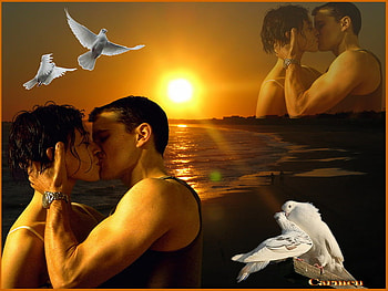 Rosy, palomas, sol, romantica, aves HD wallpaper