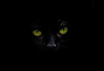 Cat Oled , cat, animals, monochrome, black-and-white, dark, black HD wallpaper
