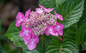 Hydrangea, nature, pretty, flower HD wallpaper