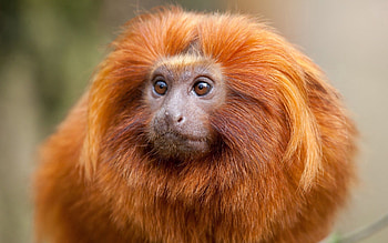 Animals, Fluffy, Muzzle, Monkey, Variety HD wallpaper