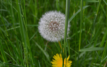 Dandelion, seeds, beautiful, nature, flowers, spring, wild HD wallpaper