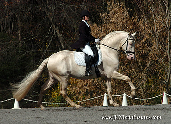 Saphiro The Cremello Andalusian, spanish, andalusian, cremello, horses, albino HD wallpaper