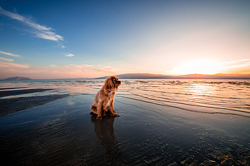 Animals, Sea, Shore, Bank, Dog, Is Sitting, Sits HD wallpaper