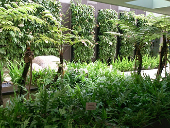 green garden, plants, green, bushes, trees, garden, nature HD wallpaper