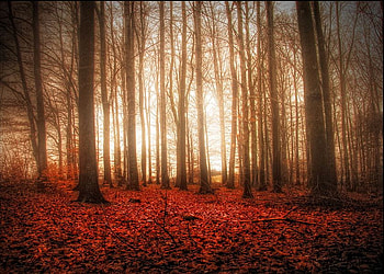 Foggy_Wild_Forest, leaves, , foggy, red, trees, autumn, wild, forest HD wallpaper