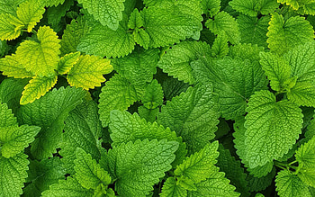 Melissa dungl therapy, Natural remedy, Lemon Balm uses, Holistic healing HD wallpaper