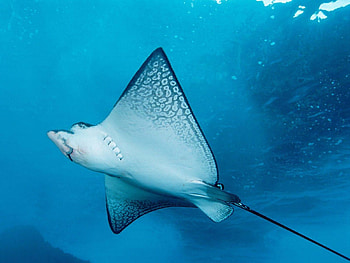 manta ray, blue, sea, manta, ray HD wallpaper