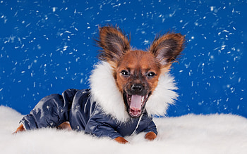 Animals, Dog, Muzzle, Beautiful, Puppy, Cap HD wallpaper